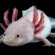 Axolotls (pictured) have a remarkable ability to regenerate lost body parts.
